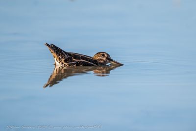 Beccaccino (Gallinago gallinago) - Common Snipe