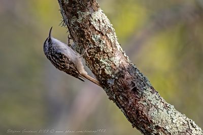 Rampichino (Certhia brachydactyla) - Short-toed Tree-Creeper