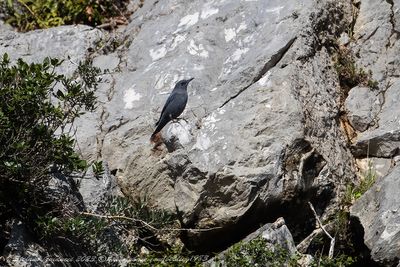 Passero solitario (Monticola solitarius) - Blue Rock-Thrush