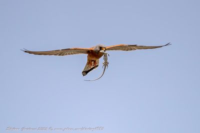 Grillaio (Falco naumanni) - Lesser Kestrel