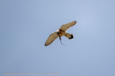 Grillaio (Falco naumanni) - Lesser Kestrel