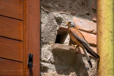 Grillaio (Falco naumanni) - Lesser Kestrel