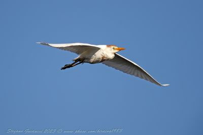 Airone guardabuoi (Bubulcus ibis) - Western Cattle Egret