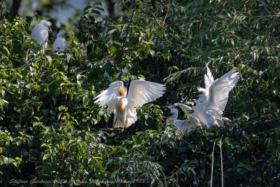 Aironi guardabuoi - garzaia (Bubulcus ibis) - Western Cattle Egret