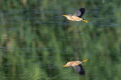 Tarabusino (Ixobrychus minutus) - Little Bittern