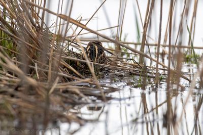 Frullino (Lymnocryptes minimus) - Jack Snipe