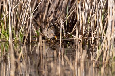 Voltolino (Porzana porzana) - Spotted Crake