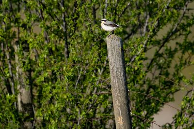 Culbianco (Oenanthe oenanthe) - Northern Wheatear
