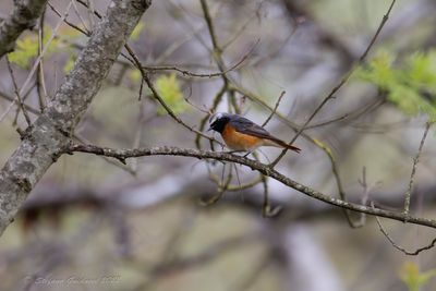 Codirosso (Phoenicurus phoenicurus) - Common Redstart