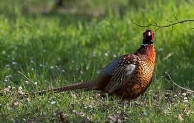 Fagiano (Phasianus colchicus) - Common Pheasant