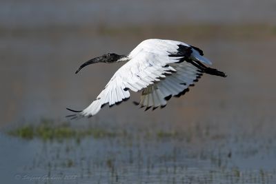 Ibis sacro (Threskiornis aethiopicus) - Sacred Ibis