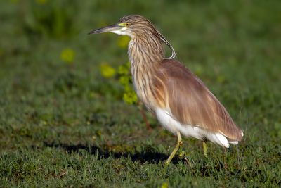 Sgarza ciuffetto (Ardeola ralloides) - Squacco Heron