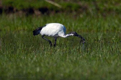 Ibis sacro (Threskiornis aethiopicus) - Sacred Ibis