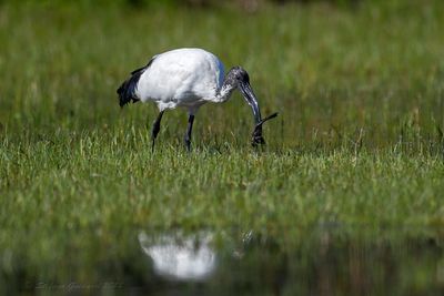 Ibis sacro (Threskiornis aethiopicus) - Sacred Ibis