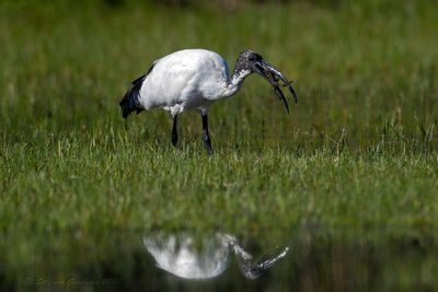 Ibis sacro (Threskiornis aethiopicus) - Sacred Ibis