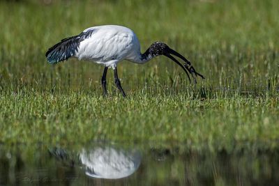 Ibis sacro (Threskiornis aethiopicus) - Sacred Ibis