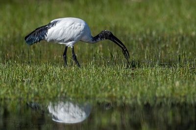 Ibis sacro (Threskiornis aethiopicus) - Sacred Ibis
