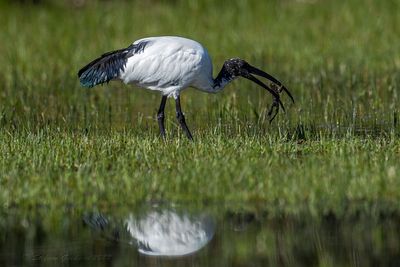 Ibis sacro (Threskiornis aethiopicus) - Sacred Ibis
