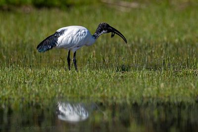 Ibis sacro (Threskiornis aethiopicus) - Sacred Ibis