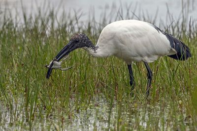Ibis sacro (Threskiornis aethiopicus) - Sacred Ibis