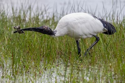 Ibis sacro (Threskiornis aethiopicus) - Sacred Ibis