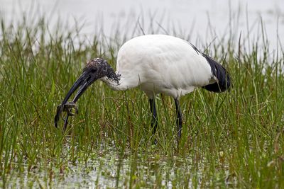 Ibis sacro (Threskiornis aethiopicus) - Sacred Ibis
