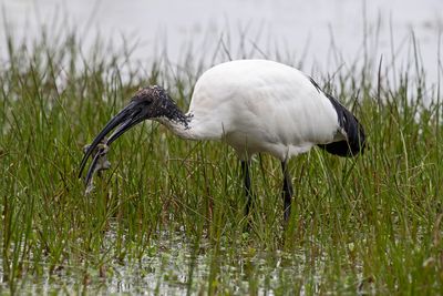 Ibis sacro (Threskiornis aethiopicus) - Sacred Ibis