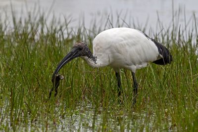 Ibis sacro (Threskiornis aethiopicus) - Sacred Ibis