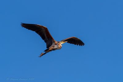 Airone rosso (Ardea purpurea) - Purple Heron
