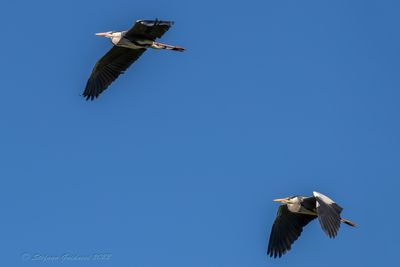 Airone cenerino (Ardea cinerea) - Grey Heron
