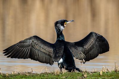 Cormorano (Phalacrocorax carbo) - Great Cormorant