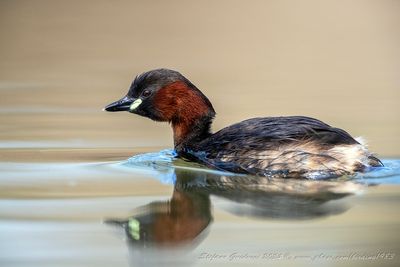 Tuffetto (Tachybaptus ruficollis) - Little Grebe