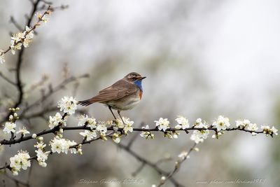 Pettazzurro (Luscinia svecica) - Bluethroat
