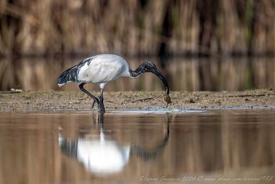 Ibis sacro (Threskiornis aethiopicus) - Sacred Ibis