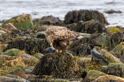 Aquila di mare (Haliaeetus albicilla) - White-tailed Eagle