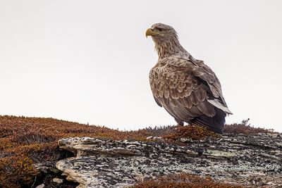 Aquila di mare (Haliaeetus albicilla) - White-tailed Eagle