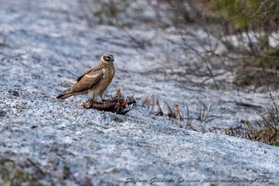 Albanella reale ♀ (Circus cyaneus) - Hen Harrier
