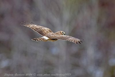 Albanella reale ♀ (Circus cyaneus) - Hen Harrier