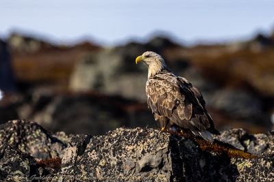 Aquila di mare (Haliaeetus albicilla) - White-tailed Eagle
