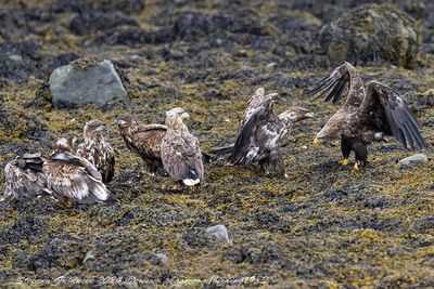 Aquila di mare (Haliaeetus albicilla) - White-tailed Eagle