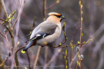 Beccofrusone (Bombycilla garrulus) - Bohemian Waxwing