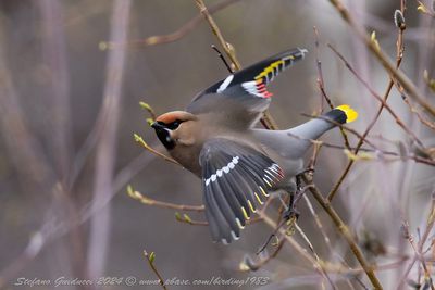 Beccofrusone (Bombycilla garrulus) - Bohemian Waxwing