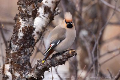 Beccofrusone (Bombycilla garrulus) - Bohemian Waxwing
