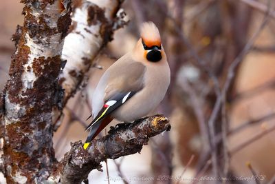 Beccofrusone (Bombycilla garrulus) - Bohemian Waxwing