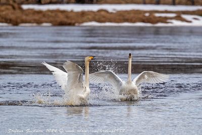 Cigno selvatico (Cygnus cygnus) - Whooper Swan