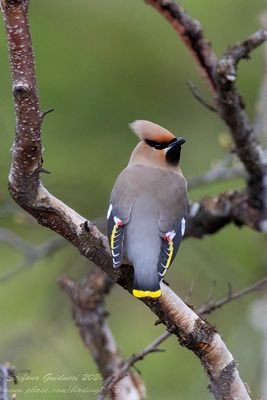 Beccofrusone (Bombycilla garrulus) - Bohemian Waxwing