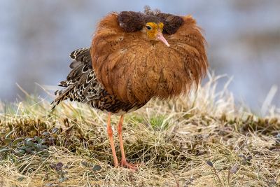 Combattente (Calidris pugnax) - Ruff