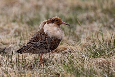 Combattente (Calidris pugnax) - Ruff