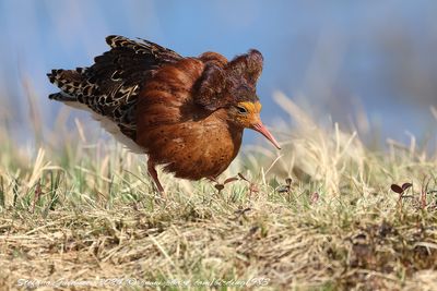 Combattente (Calidris pugnax) - Ruff
