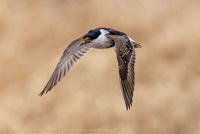 Combattente (Calidris pugnax) - Ruff